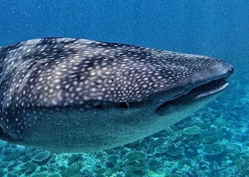 cabeza del tiburón ballena donde se puede apreciar su boca y sus pequeños ojos, sus manchas puntos blancos, la huella del tiburón ballena, en un fondo lleno de corales de mesa vivos