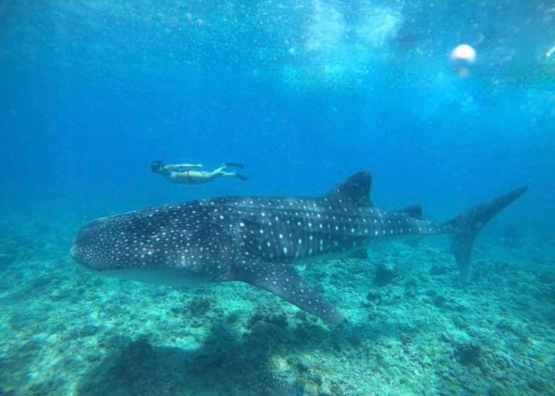 haciendo snorkel con el pez mas grande del mundo en las islas Maldivas
