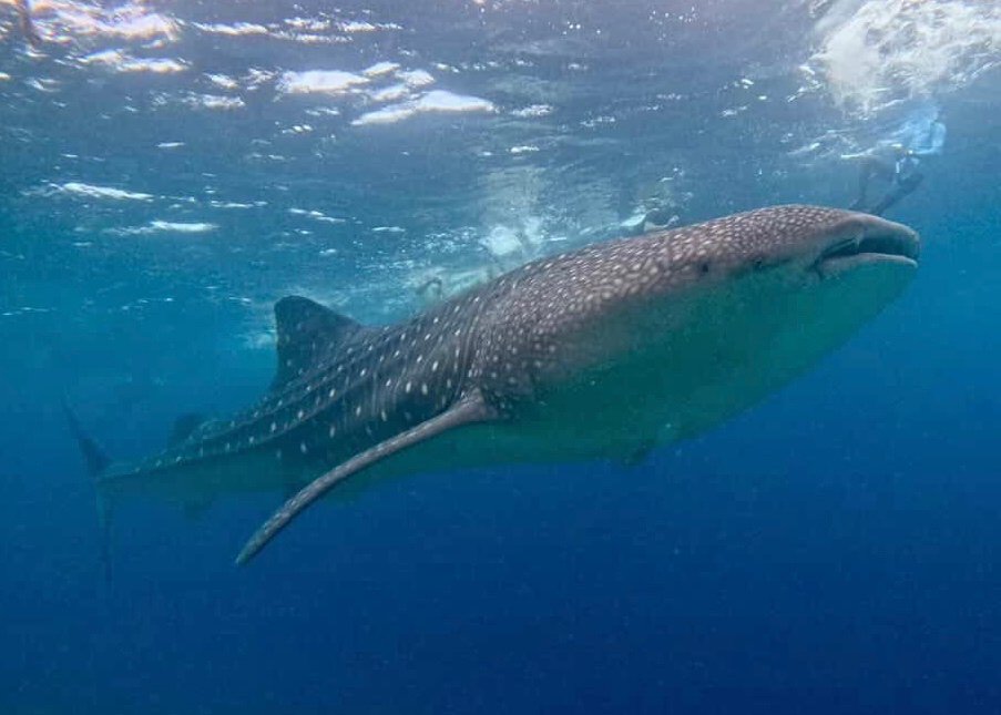 imagen de un tiburón ballena subiendo a la superficie donde su puede ver el tamaño de su boca en las islas Maldivas