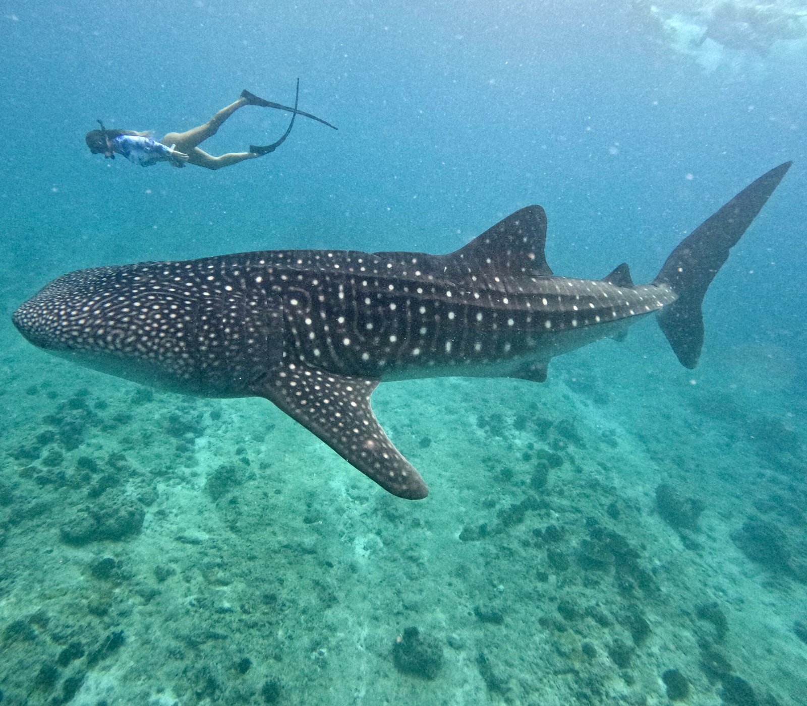 foto de una mujer haciendo snorkel con un tiburón ballena de gran tamaño, solos ellos dos en la foto que capta al tiburón ballena completamente sumergido en las aguas tranquilas de las islas Maldivas