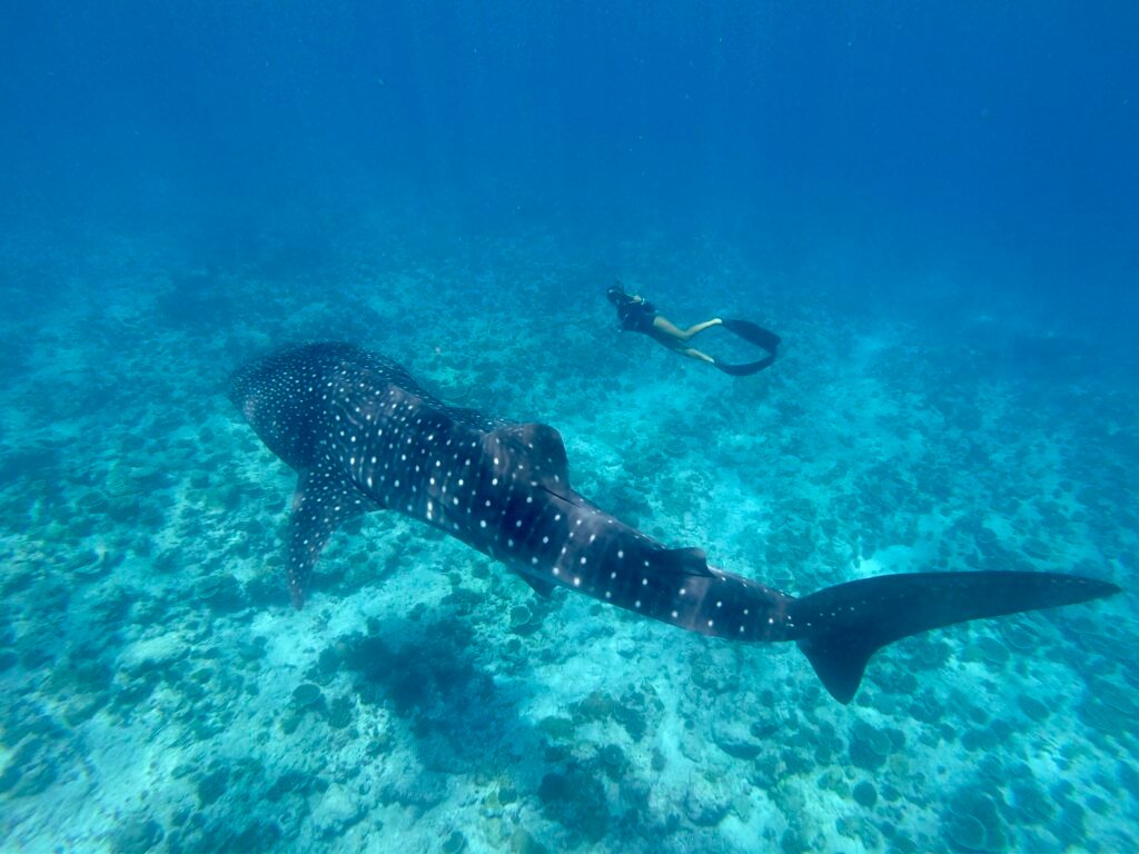 foto de una mujer haciendo snorkel con un tiburón ballena de gran tamaño, solos ellos dos en la foto que capta al tiburón ballena completamente sumergido en las aguas tranquilas de las islas Maldivas