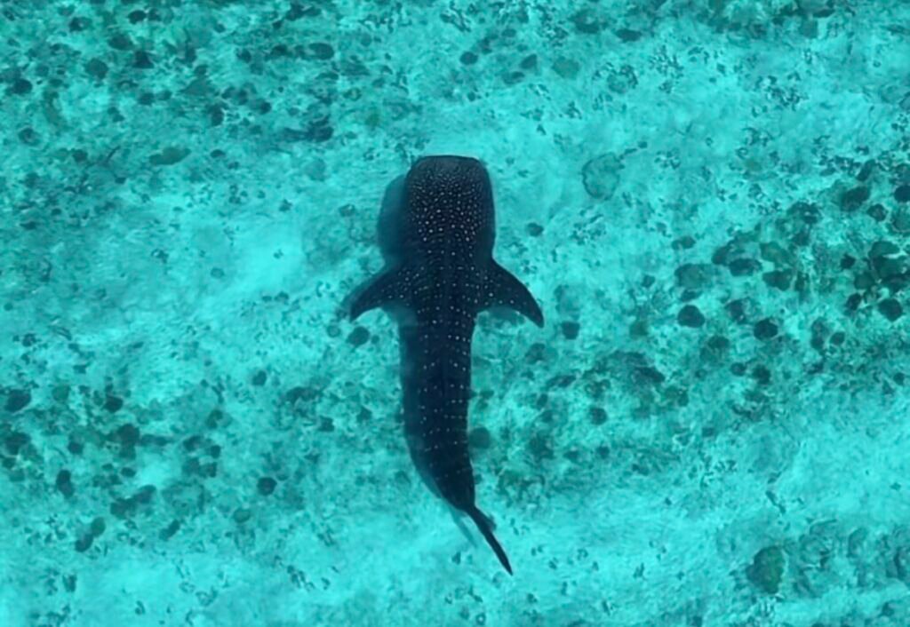 foto aerea hecha con drone de un tiburón ballena nadando sobre un arrecife de las islas maldivas en sus aguas turquesas y azules totalmente cristalinas