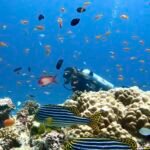 buceo con botella en un arrecife de las islas maldivas lleno de peces de colores de todos los tamaños, buzo, océano, vida marina