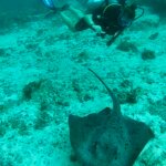buceo con botella en un arrecife raya con puntos negros en las islas maldivas