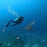 buceo con botella en el oceano indico con una raya águila y un banco de peces, maldivas, maafushi