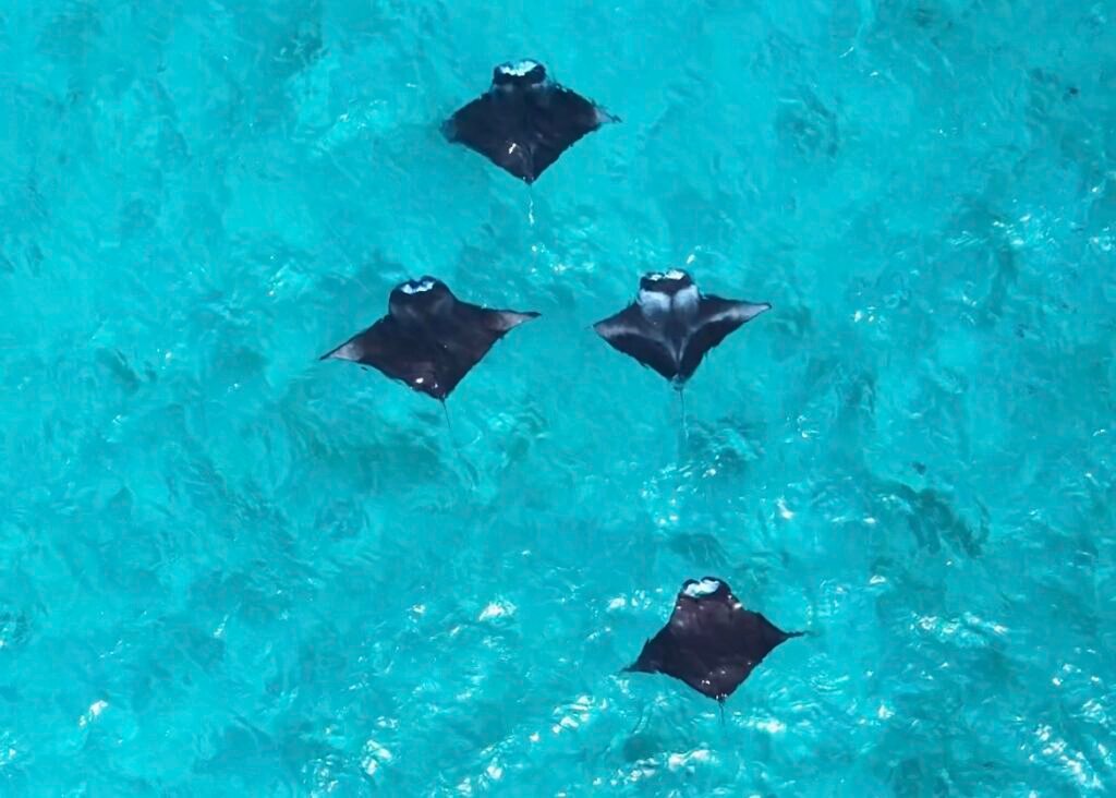 imagen aerea con drone en una laguna de las islas maldivas donde se pueden ver cuatro mantas rayas de arrecife en las aguas azules y cristalinas de las islas Maldivas