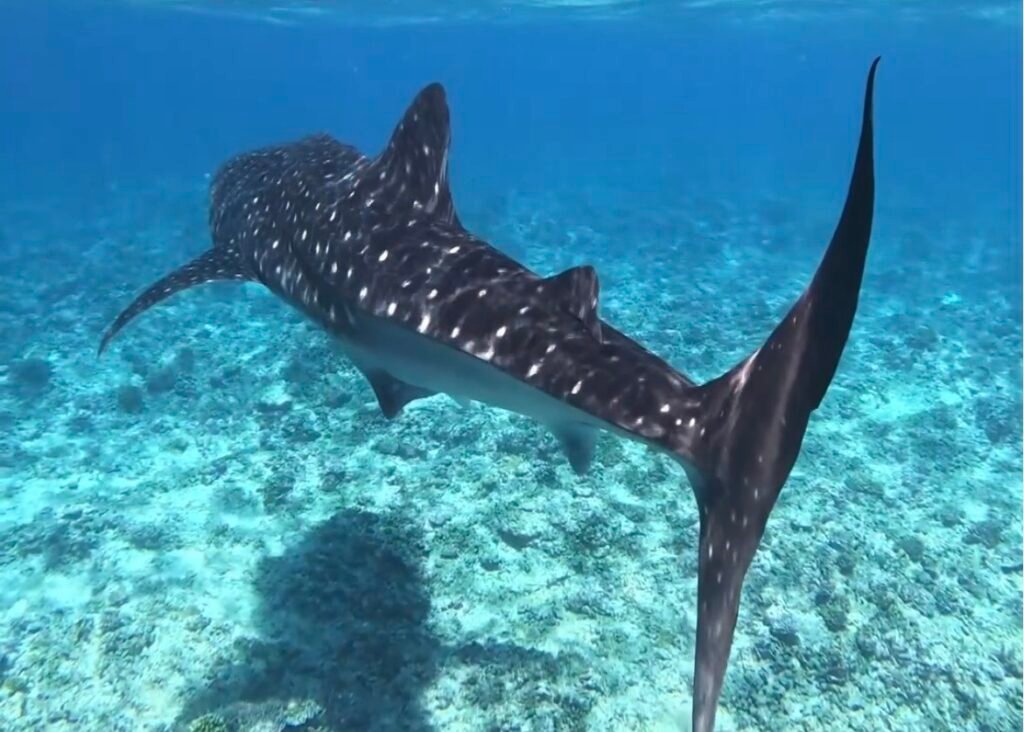 tiburón ballena en superficie sobre un arrecife de las islas Maldivas donde se puede ver al pez mas grande del mundo completo desde atrás