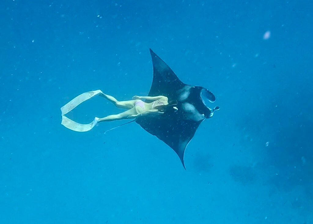 haciendo snorkel junto a una manta raya de arrecife en las islas maldivas, encuentro mágico en las profundidades azules de las islas