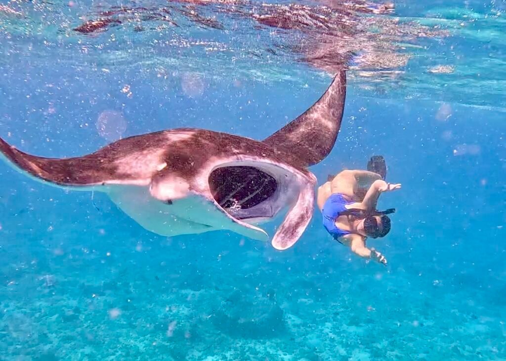 haciendo snorkel junto a una manta raya de gran tamaño en un arrecife cerca de Maafushi, Maldivas