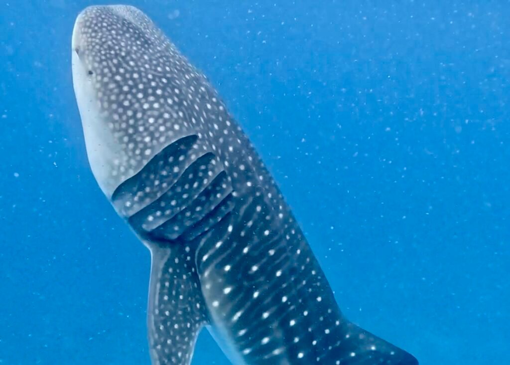 tiburón ballena en las islas maldivas en superficie, alimentándosela verticalmente