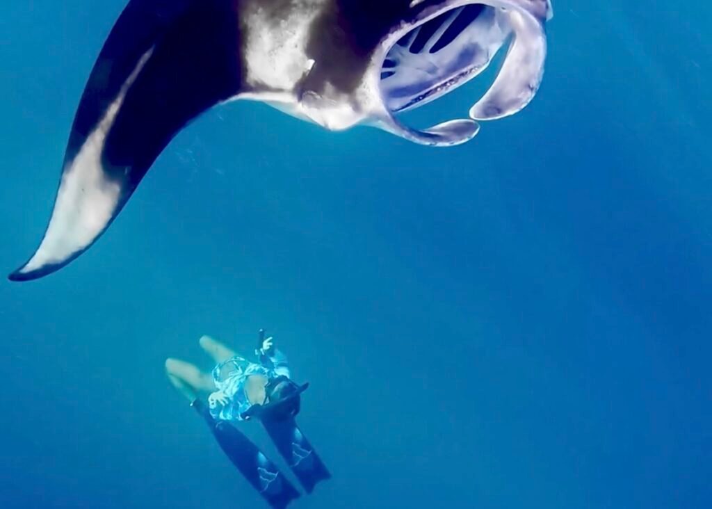 haciendo snorkel con una manta raya de arrecife en Maldivas, agua azul, claridad