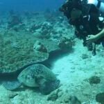 buceo con botella tortuga gigante marina dormida bajo un coral en maldivas maafushi