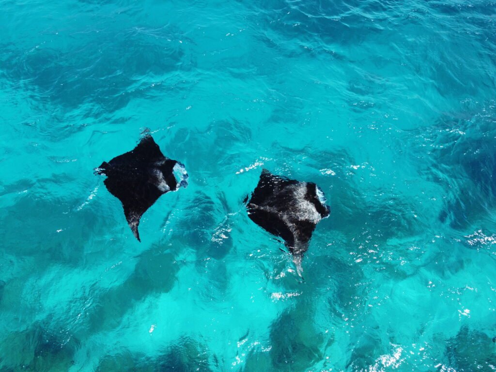 aerea con drone de dos mantas rayas totalmente en la superficie, captura hecha antes de saltar a hacer snorkel en las aguas cristalinas de las islas Maldivas