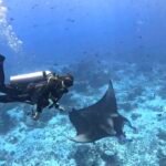 buceo con botella en arrecife de maafushi, maldivas, con una manta raya de arrecife