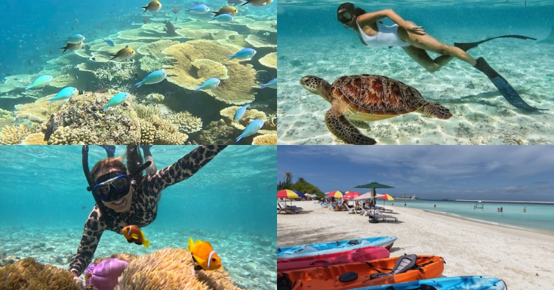 Excursion de medio de snorkel en las islas maldivas para explorar los arrecifes de la zona, ver corales vivos, peces, peces payaso, tortugas, tortugas marinas y comer en la playa de una isla local
