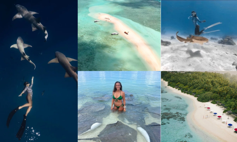 Excursion de snorkel de dia completo en Maldivas, nadando con tiburones nodriza, tiburones cebra, interactuando con rayas, visitando una isla local salvaje y comiendo y descansando en un banco de arena en medio del océano indico